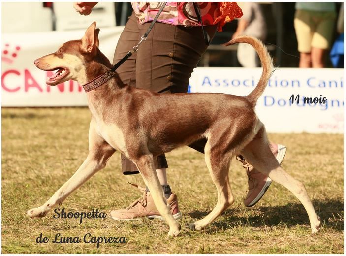 Shoopetta de Luna Capreza