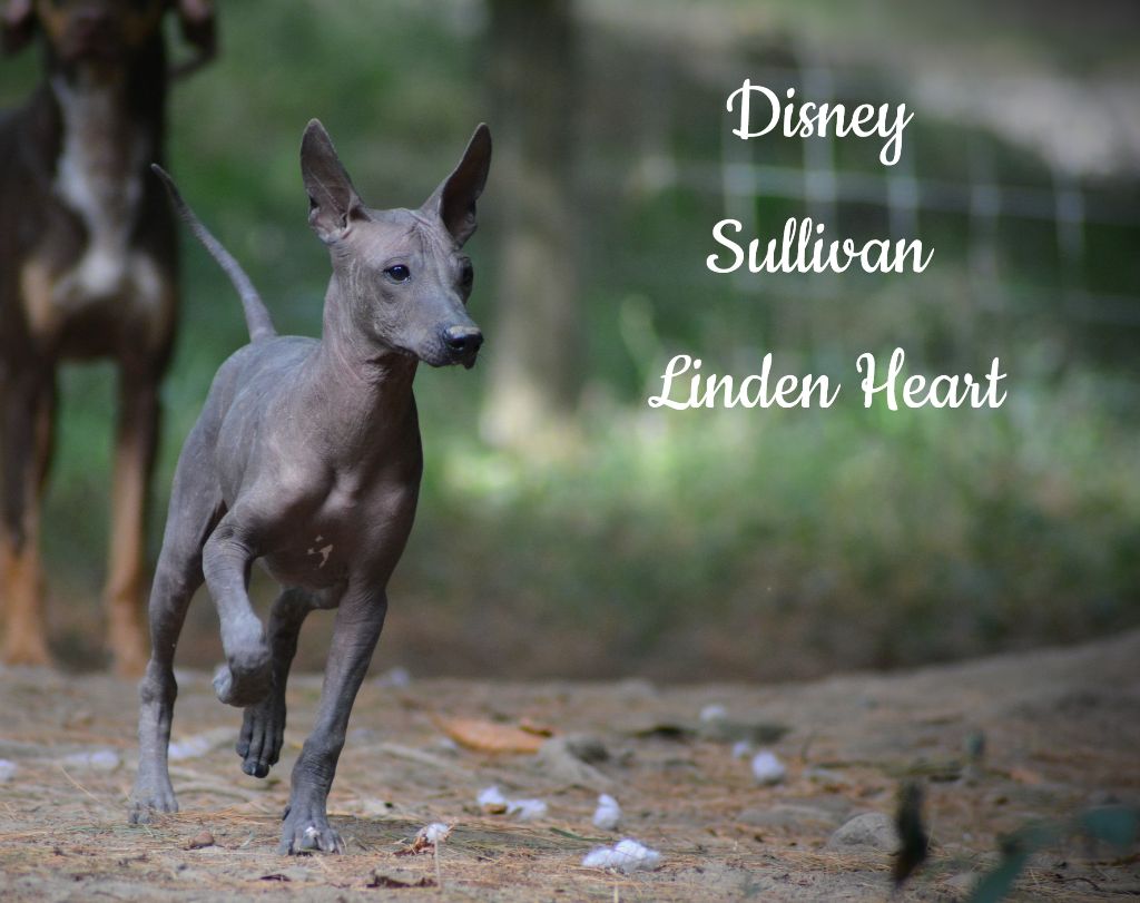 Disney sullyvan linden heart