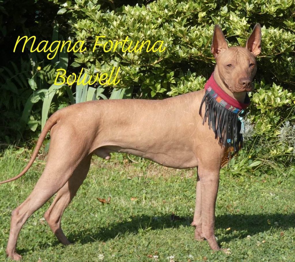 magna fortuna Bolwell