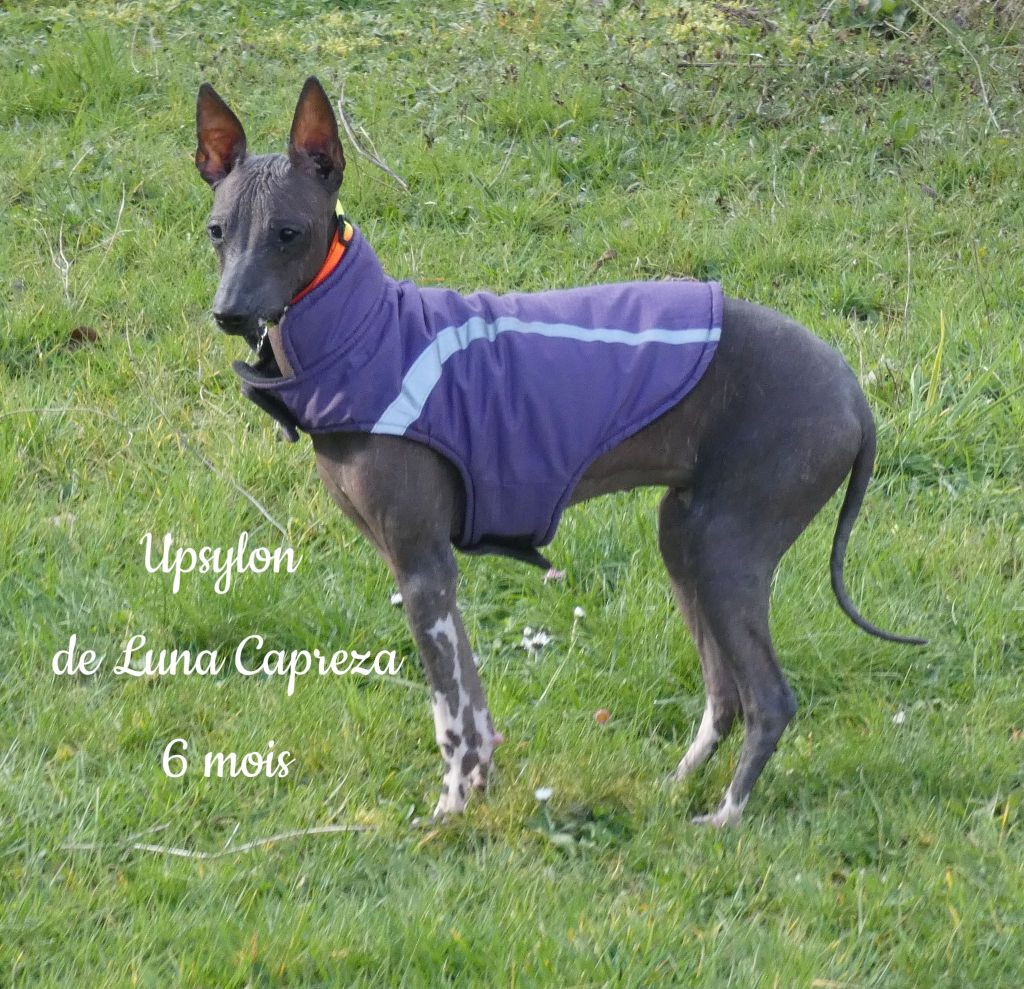 Upsylon de Luna Capreza