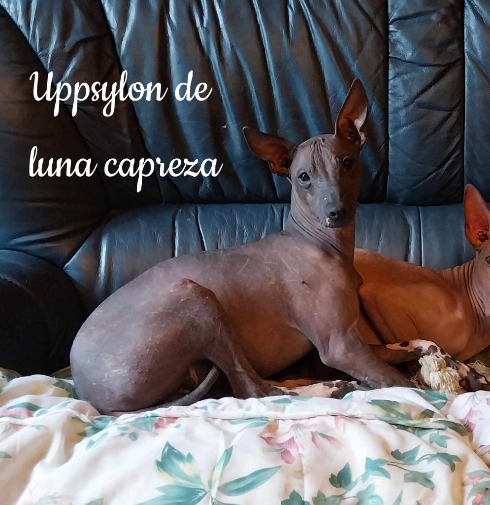 Upsylon de Luna Capreza