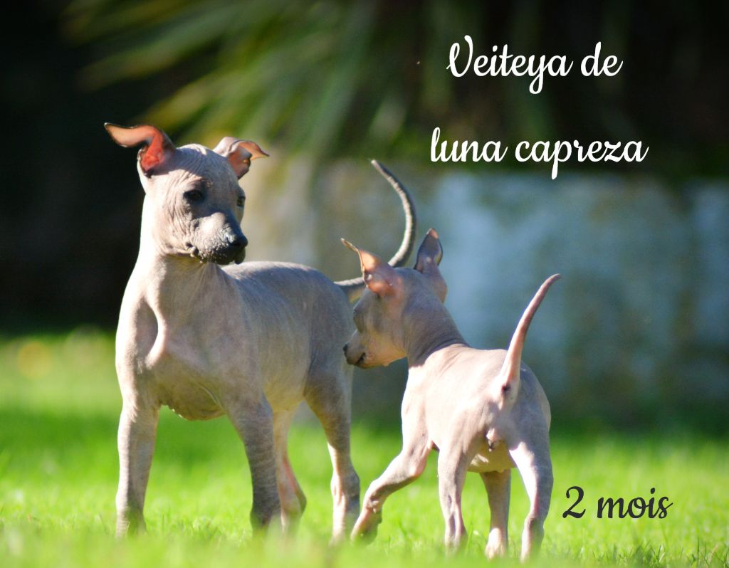 de Luna Capreza - Chiot disponible  - Chien nu du Perou