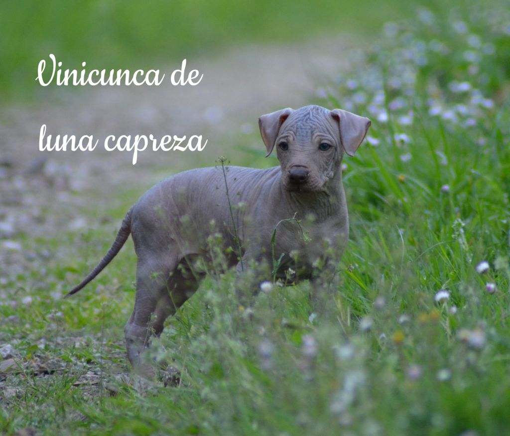 de Luna Capreza - Chiot disponible  - Chien nu du Perou