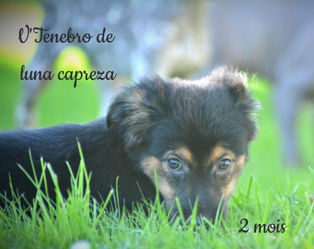 de Luna Capreza - Chiot disponible  - Chien nu du Perou