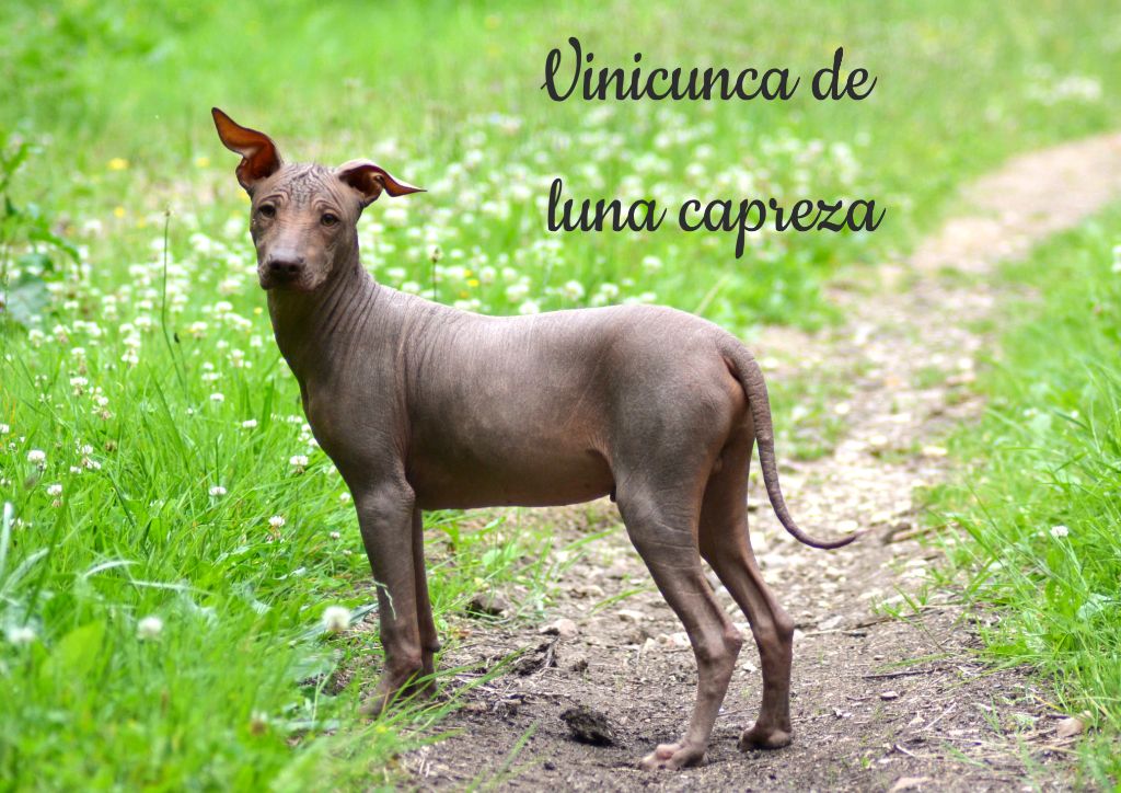 de Luna Capreza - Chiot disponible  - Chien nu du Perou