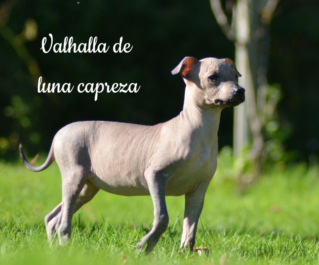 de Luna Capreza - Chiot disponible  - Chien nu du Perou