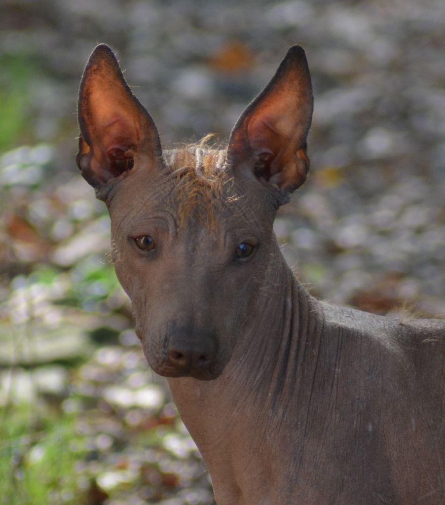 de Luna Capreza - Chiot disponible  - Chien nu du Perou