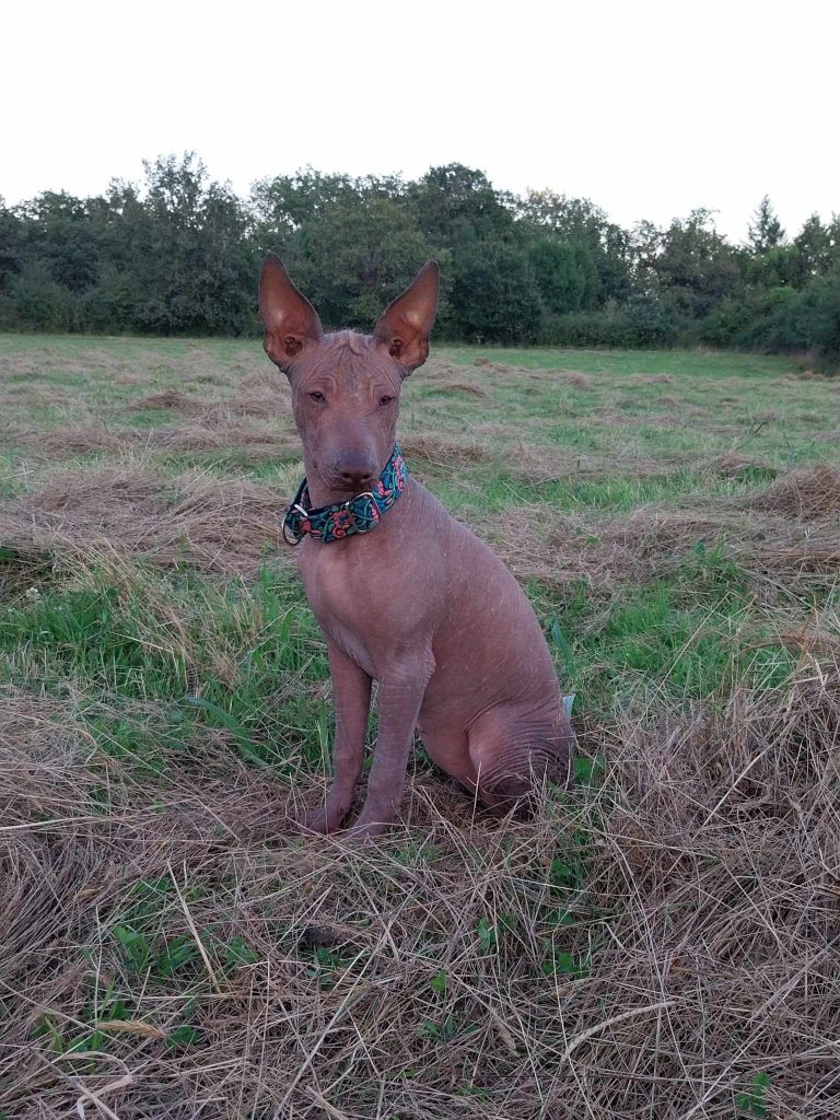 de Luna Capreza - Chiot disponible  - Chien nu du Perou