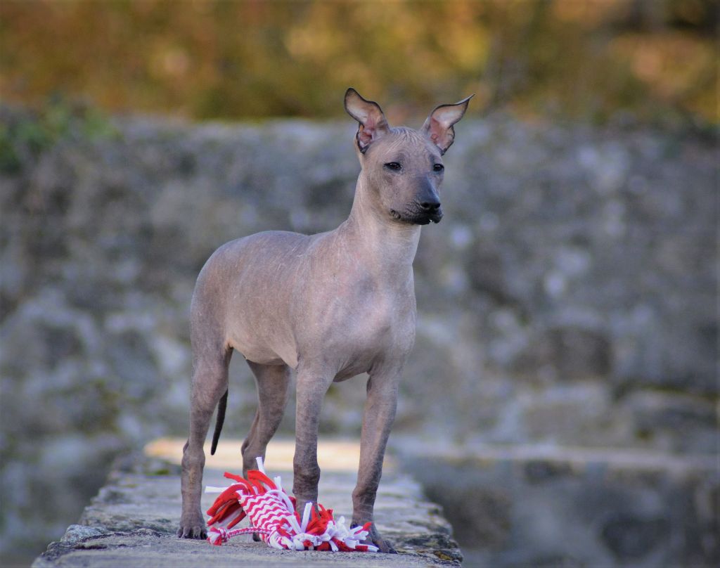 de Luna Capreza - Chiot disponible  - Chien nu du Perou