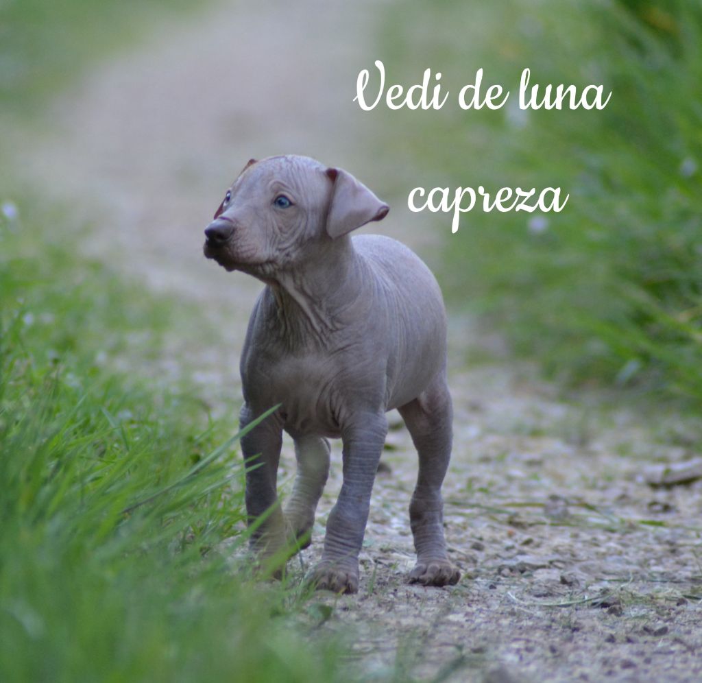 de Luna Capreza - Chiot disponible  - Chien nu du Perou