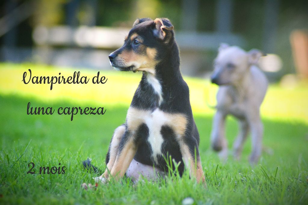 de Luna Capreza - Chiot disponible  - Chien nu du Perou