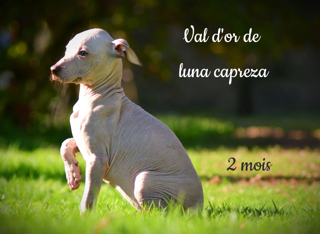 de Luna Capreza - Chiot disponible  - Chien nu du Perou